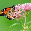Monarch Butterflies, Monarch Plants, Pollinator Plants, Butterfly Plants, Hummingbird Plants, Bee Plants, Southeast Plants, West Virginia Native Plants, Native Plants
