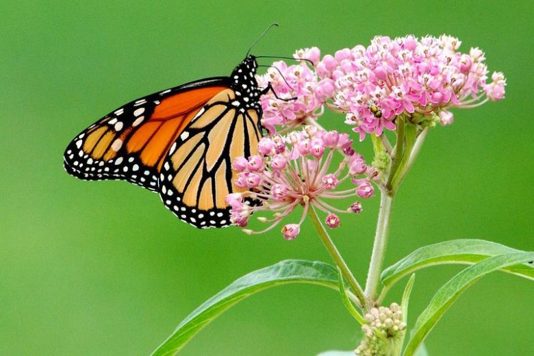 Monarch Butterflies, Monarch Plants, Pollinator Plants, Butterfly Plants, Hummingbird Plants, Bee Plants, Southeast Plants, West Virginia Native Plants, Native Plants