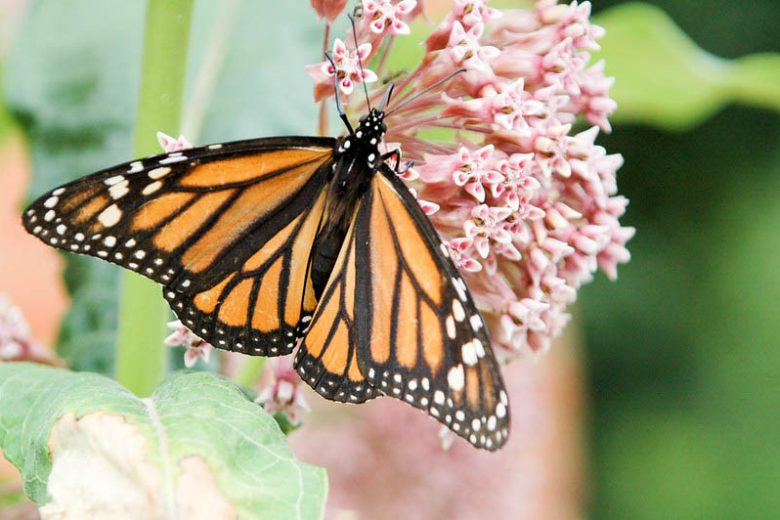 Monarch Butterflies, Monarch Plants, Pollinator Plants, Butterfly Plants, Hummingbird Plants, Bee Plants, Midwest Plants, Wisconsin Native Plants, Native Plants
