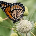 Monarch Butterflies, Monarch Plants, Pollinator Plants, Butterfly Plants, Hummingbird Plants, Bee Plants, Midwest Plants, Wyoming Native Plants, Native Plants