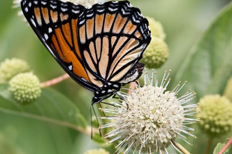 Monarch Butterflies, Monarch Plants, Pollinator Plants, Butterfly Plants, Hummingbird Plants, Bee Plants, Midwest Plants, Wyoming Native Plants, Native Plants