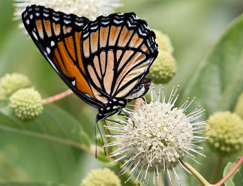 Monarch Nectar Plants for Wyoming