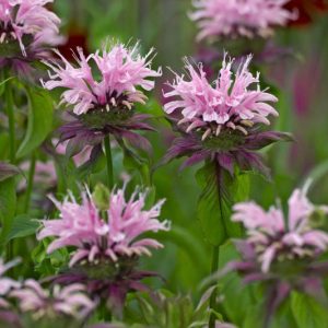 Monarda 'Beauty of Cobham',Bee balm 'Beauty of Cobham', Bergamot 'Beauty of Cobham', pink Monarda, pink bee balm, pink flowers