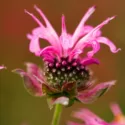 Monarda 'Marshall's Delight',Bee balm 'Marshall's Delight', Bergamot 'Marshall's Delight', pink Monarda, pink bee balm, pink flowers