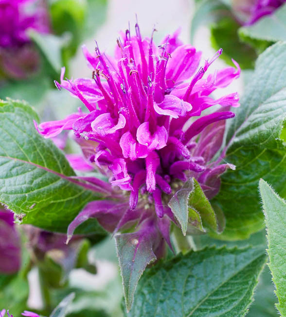 Bee Balm - Purple Lace