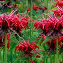 Monarda 'Oneida',Bee Balm 'Oneida', Bergamot 'Oneida', red Monarda, red bee balm, red flowers