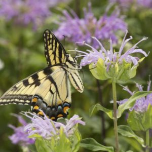 Monarda fistulosa, Wild Bergamot, American Wild Bergamot, Wild Bee Balm, Lavender Monarda, Lavender Bee Balm, Lavender flowers