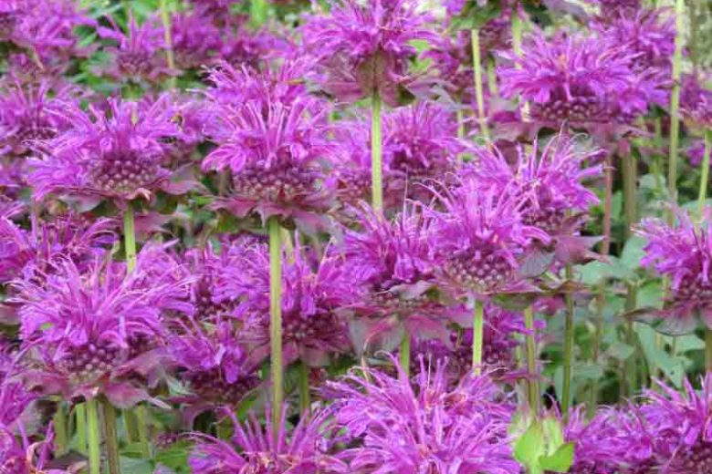 Monarda 'Scorpion',Bee balm 'Scorpion', Bergamot 'Scorpion', purple Monarda, purple bee balm, purple flowers