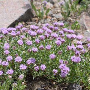 Monardella odoratissima, Alpine Mountainbalm, Coyote Mint, Mountain Monardella, Mountain Pennyroyal, Purple Flowers