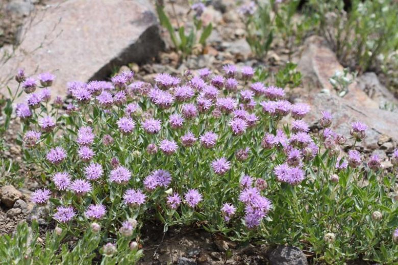 Monardella odoratissima, Alpine Mountainbalm, Coyote Mint, Mountain Monardella, Mountain Pennyroyal, Purple Flowers