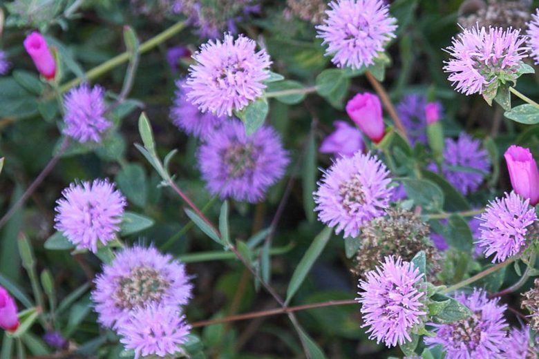 Monardella villosa, Coyote Mint, Purple Flowers, California Native Plants, California Native Flowers