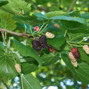Morus alba, White Mulberry, Common Mulberry, Silkworm Mulberry, Mulberry Fruits