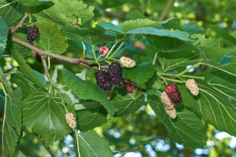 Morus alba, White Mulberry, Common Mulberry, Silkworm Mulberry, Mulberry Fruits