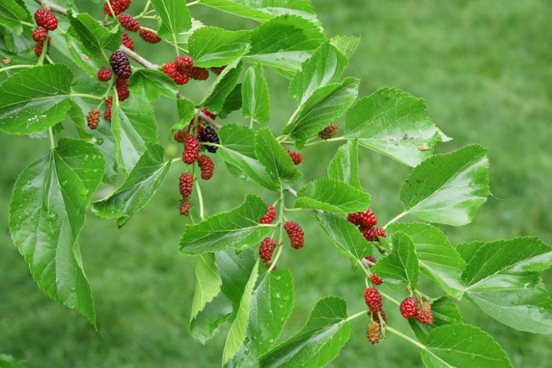 Morus alba 'Pendula',Weeping White Mulberry, White Mulberry 'Pendula', Silkworm Mulberry 'Pendula', Mulberry Fruits