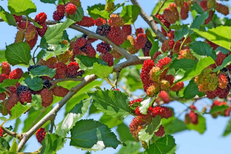 Morus nigra, Black Mulberry, Common Mulberry, Persian Mulberry, Sycamine Tree