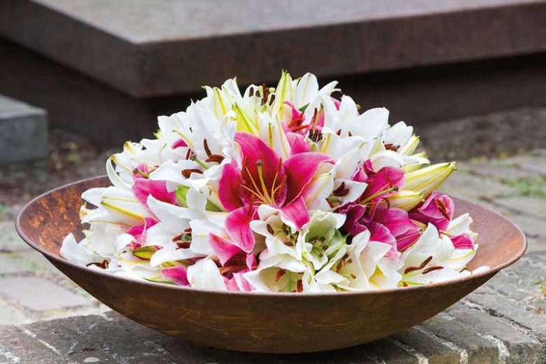 Fragrant lilies, Most fragrant lilies, Lilies for cutting, Asiatic Lilies, Oriental Lilies, Orienpet Lilies
