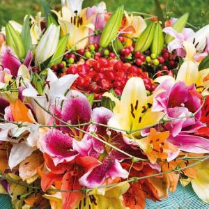 Fragrant lilies, Most fragrant lilies, Lilies for cutting, Asiatic Lilies, Oriental Lilies, Orienpet Lilies