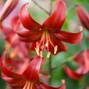 Fragrant lilies, Most fragrant lilies, Lilies for cutting, Asiatic Lilies, Oriental Lilies, Orienpet Lilies