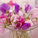 Lathyrus Odoratus, Sweet Pea, Annual plant, Fragrant Plant, Climbing plant,Annual Flowers, Fragrant Flowers, Climbing Flowers, Scented Flowers,