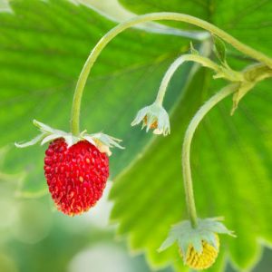 Fragaria, Fragaria x ananassa, Garden Strawberries, Red Berries, Strawberries,