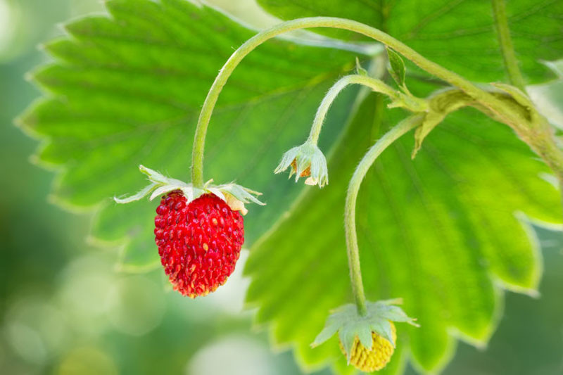 Most Popular Strawberry Varieties