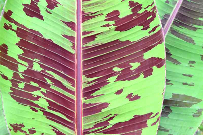 Musa acuminata ‘Zebrina’ with red-mottled leaves