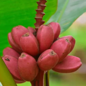 Musa velutina, Pink Banana, Hairy Banana, Pink Fruiting Banana, Musa Dasycarpa, Tropical Tree, Tropical Shrub