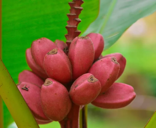 Musa velutina, Pink Banana, Hairy Banana, Pink Fruiting Banana, Musa Dasycarpa, Tropical Tree, Tropical Shrub