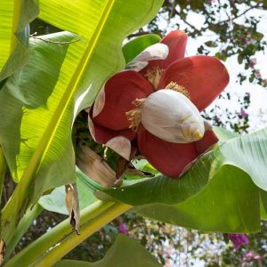 Musa x paradisiaca, Edible Banana, French Plantain, Musa sapientum, Tropical Tree, Tropical Shrub