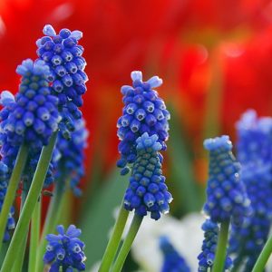 Muscari Armeniacum, Grape Hyacinth, Bulbs Design, Spring Bulbs, Summer Bulbs, Fall Fulbs, Landscaping Design, Garden Ideas