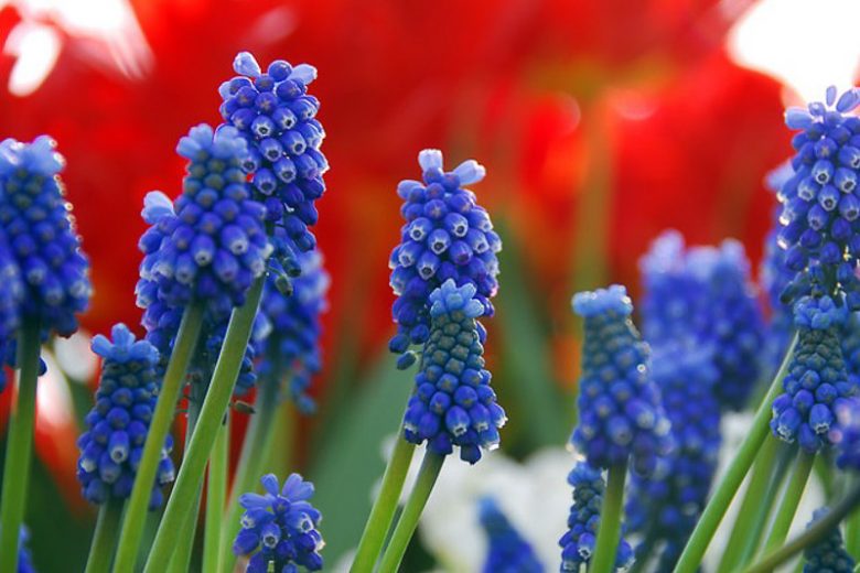 Muscari Armeniacum, Grape Hyacinth, Bulbs Design, Spring Bulbs, Summer Bulbs, Fall Fulbs, Landscaping Design, Garden Ideas