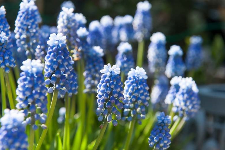 Muscari Aucheri, Muscari Mount Hood, Grape Hyacinth 'Mount Hood', Spring Bulbs, Spring Flowers, blue spring bulbs, Blue early spring bulbs, blue mid spring bulbs