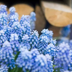 Muscari Aucheri, Muscari Blue Magic, Grape Hyacinth 'Blue Magic', Spring Bulbs, Spring Flowers, blue spring bulbs, Blue early spring bulbs, blue mid spring bulbs