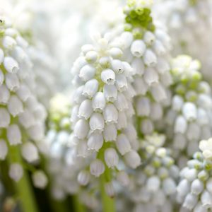 Muscari aucheri White Magic, Muscari White Magic, Grape Hyacinth 'White Magic', Spring Bulbs, Spring Flowers, white flower, white muscari