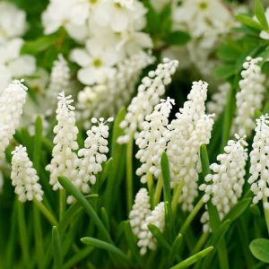 Muscari Botryoides Album, Pearls of Spain, White Grape Hyacinth, Spring Bulbs, Spring Flowers, white flower, Grape Hyacinth
