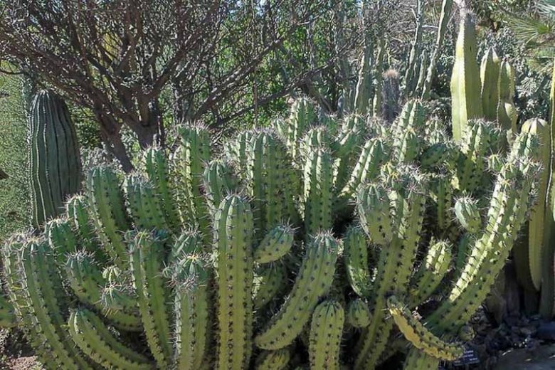 Myrtillocactus cochal, Candelabra Cactus, Cereus cochal, Cereus geometrizans var. cochal, Cereus geometrizans f. cochal, Myrtillocactus geometrizans var. cochal