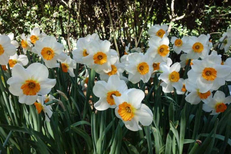 Narcissus Barrett Browning, Daffodil Barrett Browning,Narcisse Barrett Browning, Small-Cupped Daffodils, white daffodil, Award daffodil