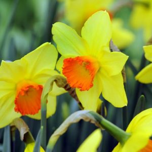Narcissus Red Devon, Daffodil 'Red Devon', Large-Cupped Daffodil 'Red Devon', Large-Cupped Daffodils, Spring Bulbs, Spring Flowers, Narcisse Red Devon, Large-cupped Daffodil, Narcisse grande couronne, early spring daffo