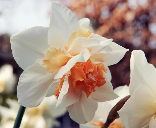 Narcissus Replete, Daffodil Replete, Daffodil 'Replete', Double Daffodil 'Replete', Double Narcissus 'Replete, Spring Bulbs, Spring Flowers, double narcissi, fragrant daffodils