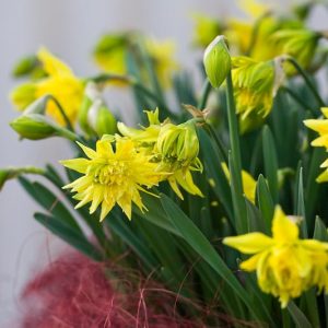 Narcissus Rip van Winkle, Daffodil Rip van Winkle, Daffodil 'Rip van Winkle', Double Daffodil 'Rip van Winkle', Double Narcissus 'Rip van Winkle, Spring Bulbs, Spring Flowers, double narcissi, fragrant daffodils