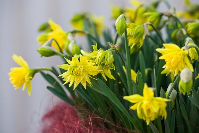 Narcissus Rip van Winkle, Daffodil Rip van Winkle, Daffodil 'Rip van Winkle', Double Daffodil 'Rip van Winkle', Double Narcissus 'Rip van Winkle, Spring Bulbs, Spring Flowers, double narcissi, fragrant daffodils