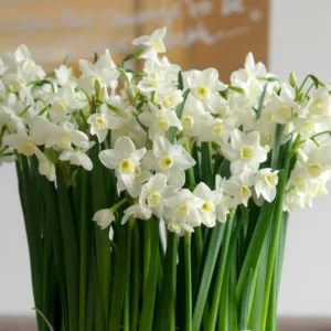 Narcissus Silver Chimes, Daffodil 'Silver Chimes', Jonquil 'Pueblo', Tazetta Daffodil, Tazetta Daffodils, Spring Bulbs, Spring Flowers, White daffodil, yellow daffodil