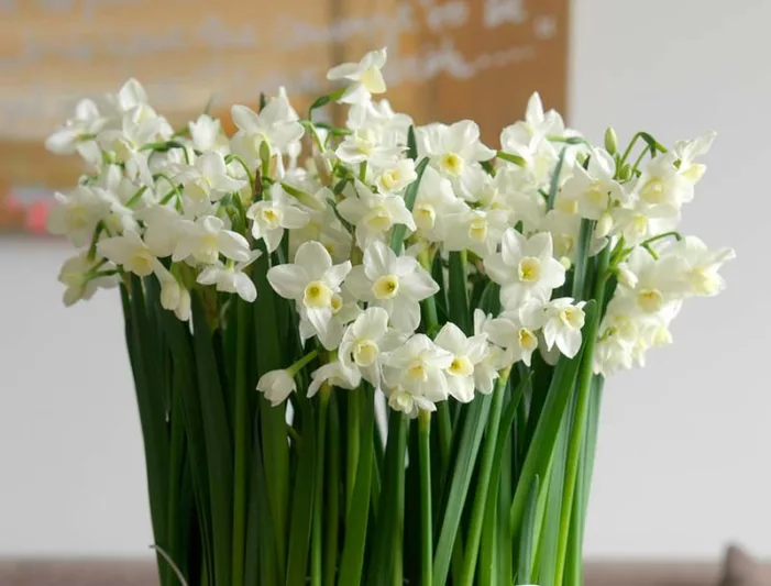 Narcissus Silver Chimes, Daffodil 'Silver Chimes', Jonquil 'Pueblo', Tazetta Daffodil, Tazetta Daffodils, Spring Bulbs, Spring Flowers, White daffodil, yellow daffodil