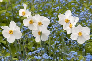 Narcissus 'Actaea', Daffodil 'Actaea', Poeticus Daffodil 'Actaea', Spring Bulbs, Spring Flowers, late spring bulb, fragrant daffodil