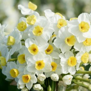 Narcissus 'Avalanche', Daffodil 'Avalanche', Daffodil Seventeen Sisters, Tazetta Daffodil 'Avalanche', Spring Bulbs, Spring Flowers, mid spring bulb, late spring bulb, mid season narcissus, late season narcissus, fragrant daffodil