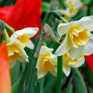 Narcissus Bell Song, Daffodil 'Bell Song', Jonquil 'Bell Song', Jonquil Daffodils, Jonquilla Daffodils, Spring Bulbs, Spring Flowers, white daffodil, fragrant daffodil