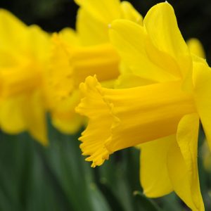 Narcissus Carlton, Daffodil 'Carlton', Large-Cupped Daffodil 'Carlton', Large-Cupped Daffodils, Spring Bulbs, Spring Flowers, Narcisse Carlton, Large-cupped Daffodil, Narcisse grande couronne, early spring daffodil, mid spring daffodil