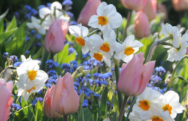 Narcissus Cragford, Daffodil Cragford, Tazetta Daffodil Cragford', Spring Bulbs, Spring Flowers,Tazetta daffodils, Tazetta Narcissus, mid spring bulb, late spring bulb, mid season narcissus, late season narcissus, fragrant daffodil