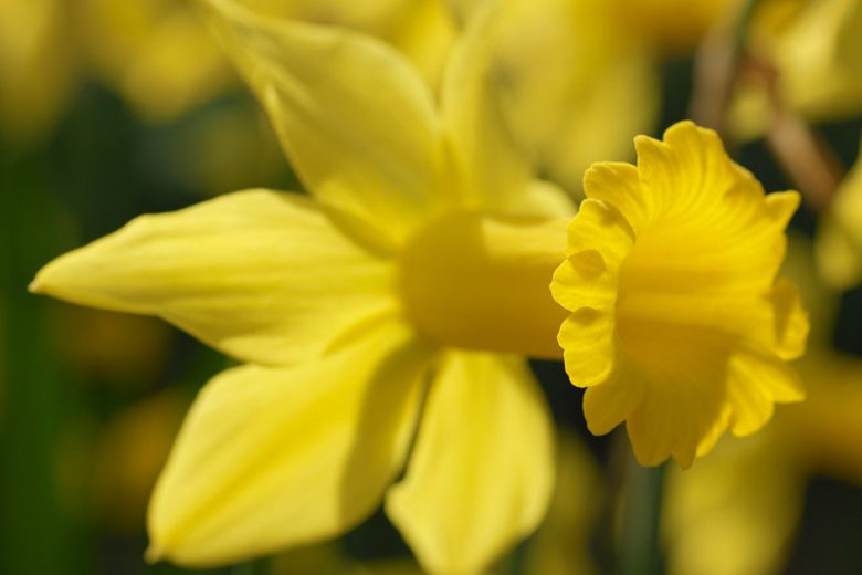 Narcissus February Gold, Daffodil February Gold, Daffodil 'February Gold', Cyclamineus Daffodil 'February Gold', Miniature Daffodil, Spring Bulbs, Spring Flowers, Miniature daffodils, early spring daffodil, yellow daffodil, yellow spring flowers
