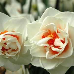 Narcissus Flower Drift, Daffodil Flower Drift, Daffodil 'Flower Drift', Double Daffodil 'Flower Drift', Double Narcissus 'Flower Drift', Spring Bulbs, Spring Flowers, double narcissi, fragrant daffodils